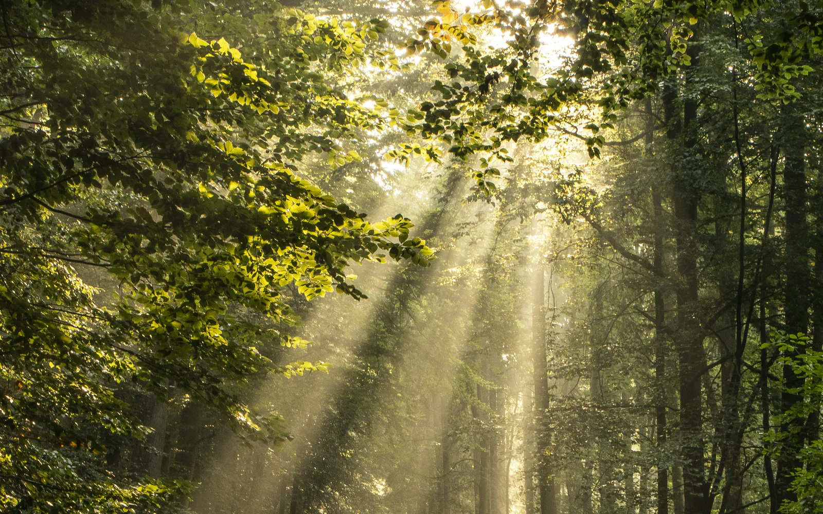 Sunlight falling through a green woodland canopy